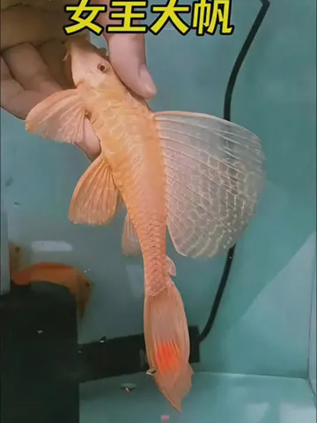 女王大帆魚是雜牌子嗎？如何區分女王大帆魚和雜牌子？，女王大帆魚并非雜牌子，而是一種特定的觀賞魚品種