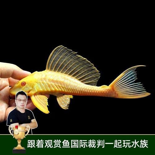 女王大帆魚是雜牌子嗎？如何區分女王大帆魚和雜牌子？，女王大帆魚并非雜牌子，而是一種特定的觀賞魚品種