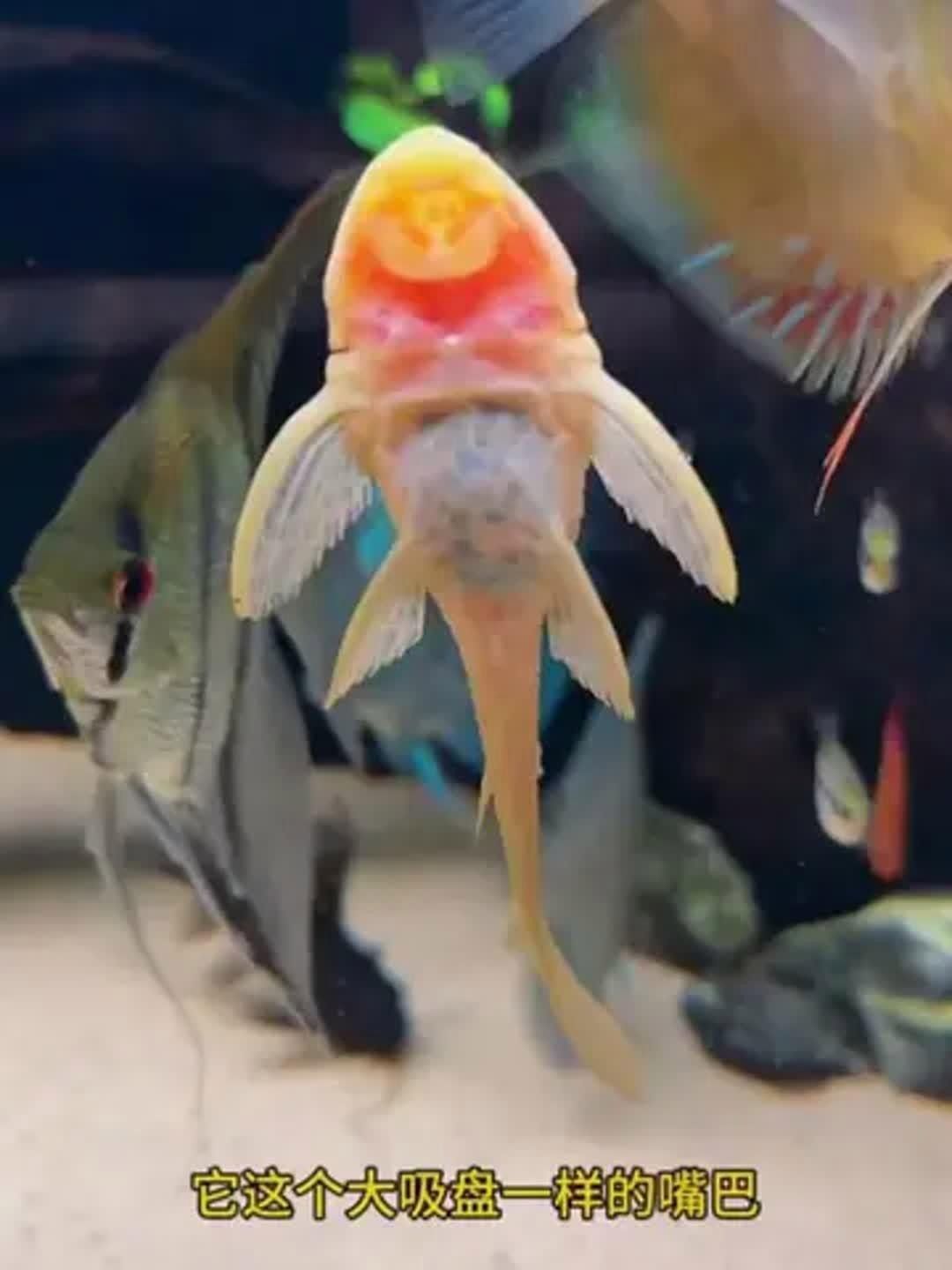 女王大帆魚是雜牌子嗎？如何區分女王大帆魚和雜牌子？，女王大帆魚并非雜牌子，而是一種特定的觀賞魚品種