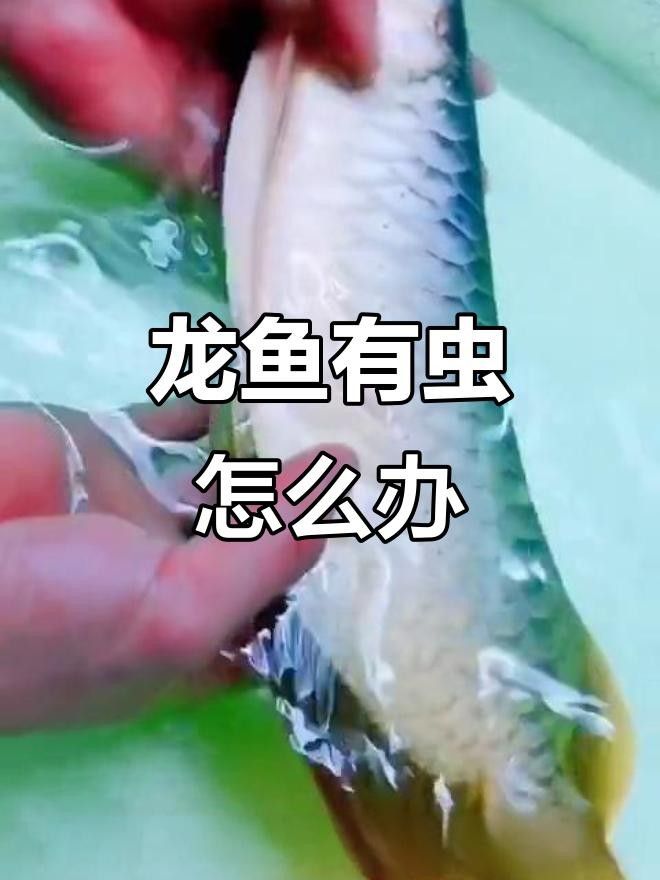 龍魚腮蓋寄生蟲是一種常見的水族箱疾病主要影響龍魚鰓部，龍魚有寄生蟲怎么辦 龍魚腮蓋寄生蟲是一種常見的水族箱疾病主要影響龍魚鰓部，龍魚有寄生蟲怎么辦 觀賞魚百科 第3張