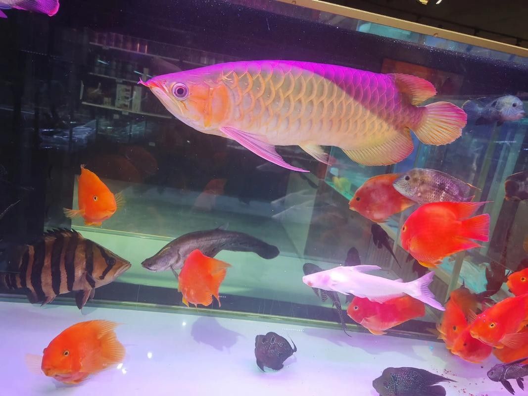 江陰龍魚哪個品種最貴？，江陰三個最貴的龍魚銷售地點