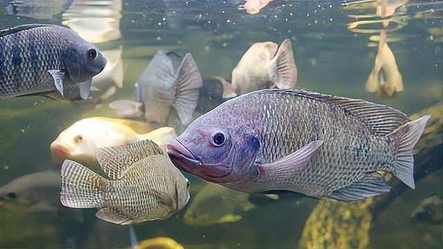 龍魚鰓部發白怎么辦？，龍魚魚鰓發白怎么辦？