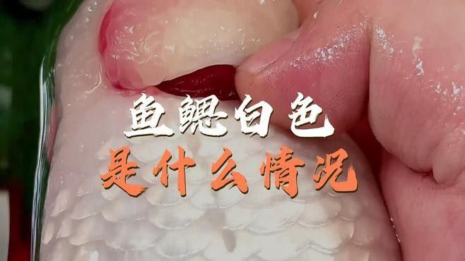龍魚鰓部發白怎么辦？，龍魚魚鰓發白怎么辦？