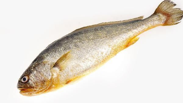 龍魚鰓部發白怎么辦？，龍魚魚鰓發白怎么辦？