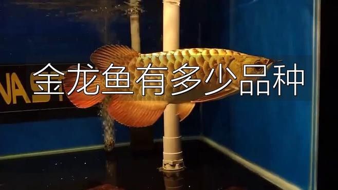 蓮都金龍魚是否為一個獨立品牌？，“蓮都金龍魚”品牌產品信息公開，蓮都金龍魚品牌產品信息公布