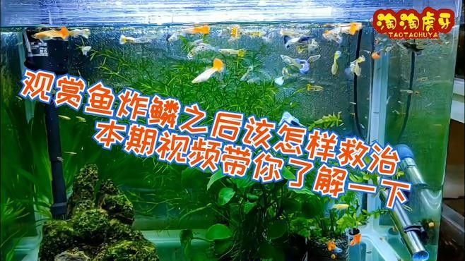 龍魚炸鱗是否需要換水以及相關(guān)治療方法的視頻講解信息，如何通過換水來處理龍魚的炸鱗問題