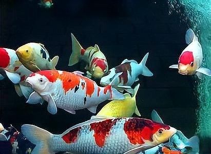 龍魚被咬了最忌三種東西，別讓這三種東西消耗了你家龍魚的生命，嶼港龍魚最怕的三個主要威脅是水質不良，水質不良會導致死亡