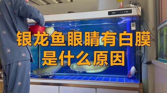 龍魚眼睛有白膜是什么原因，農(nóng)情萬家，龍魚常見疾病之蒙眼丨帝龍帝龍阿輝