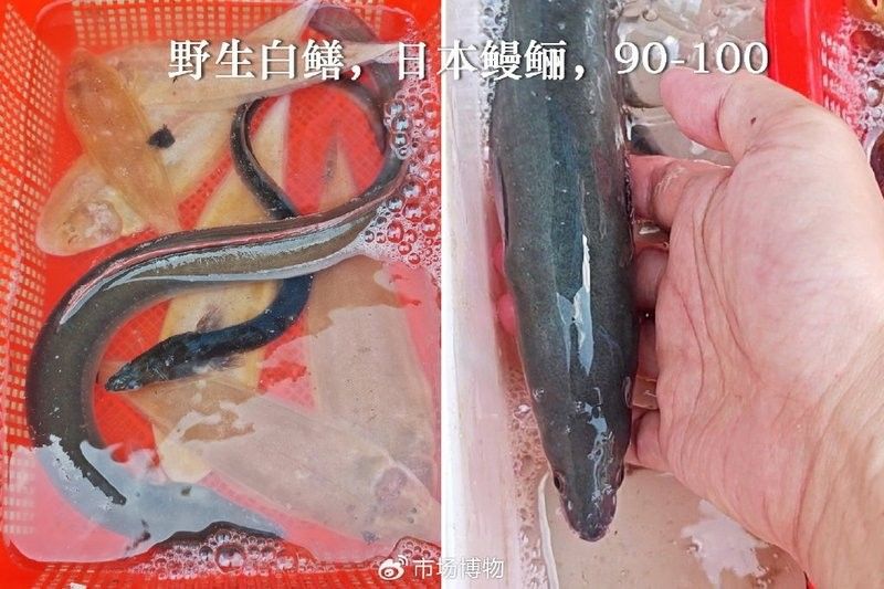龍利魚一斤多少錢龍利魚的價格，龍利魚一斤多少錢 龍利魚一斤多少錢龍利魚的價格，龍利魚一斤多少錢 觀賞魚百科 第8張