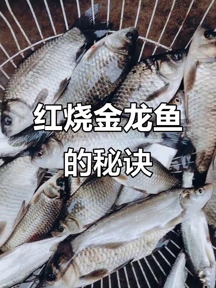 金龍魚紅燒做法大揭秘,斗魚小盆兒也能做出美味全民小視頻，紅燒金龍魚的做法大揭秘斗魚小盆兒也能做出美味全民小視頻