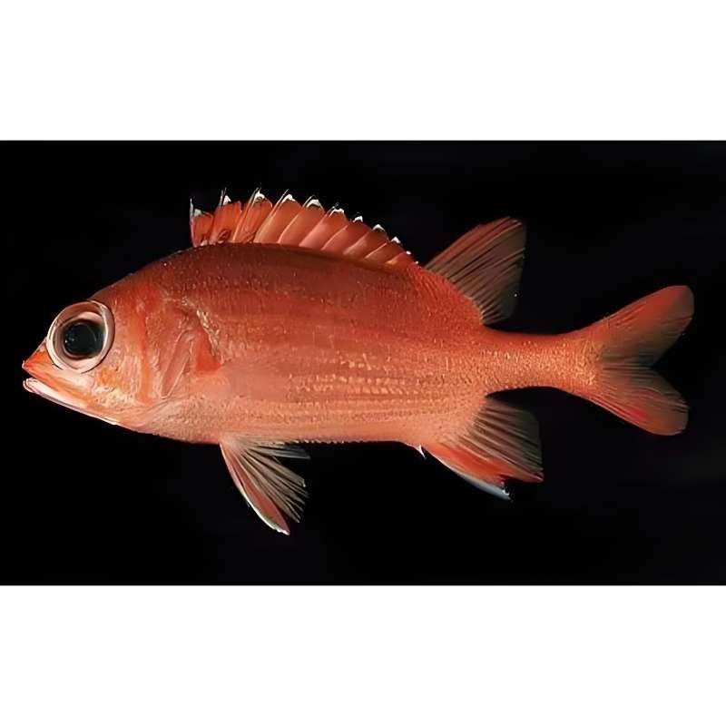 鐵甲武士魚的飼養建議，鐵甲武士魚喂養建議