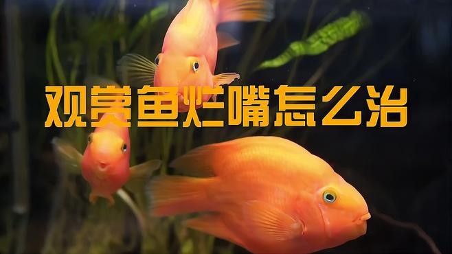 魚(yú)嘴巴一直張著不閉合可能由多種原因引起的應(yīng)對(duì)建議，魚(yú)嘴一直張著不閉合怎么辦