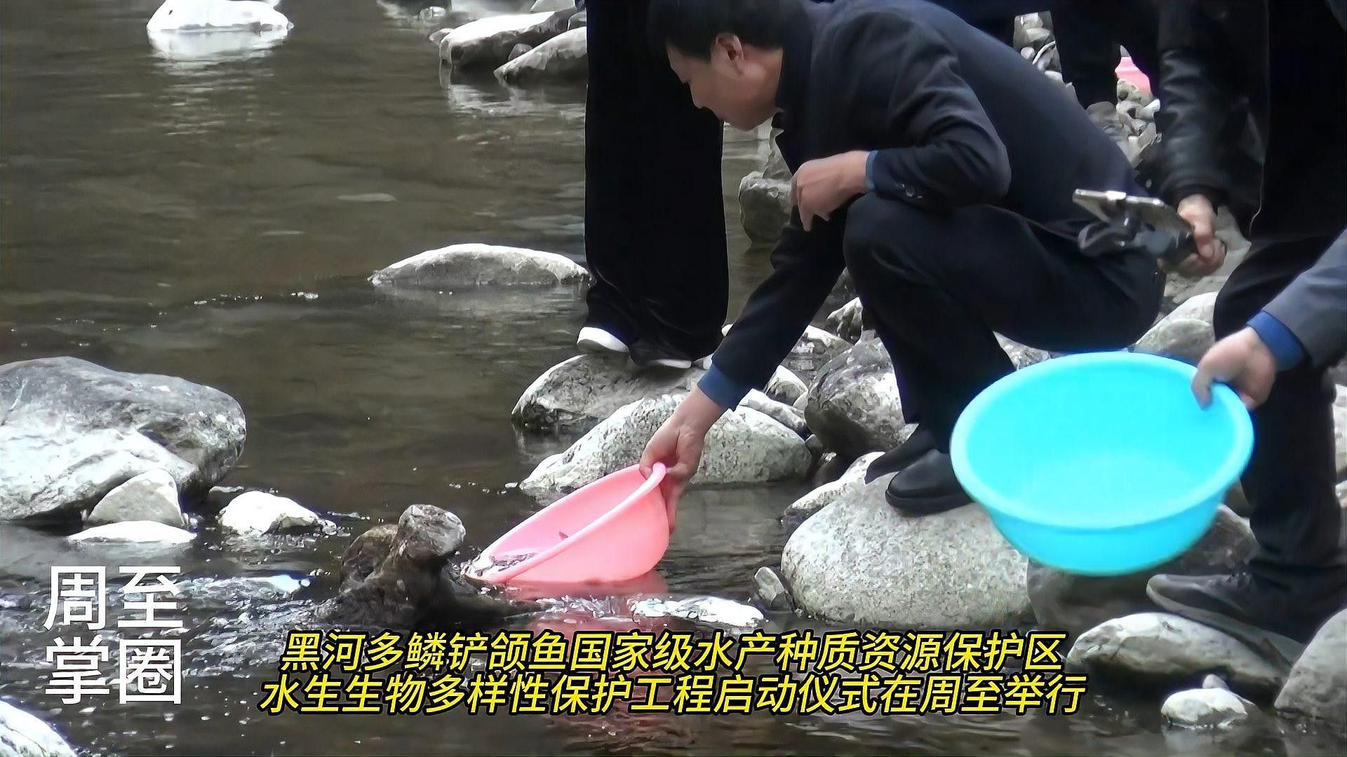 周至黑河是否允許釣魚？周至黑河有哪些特色魚種？，周至黑河多鱗鏟頜魚國家級水產種質資源保護區開展保護