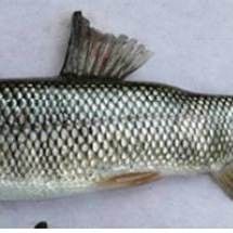 周至黑河是否允許釣魚？周至黑河有哪些特色魚種？，周至黑河多鱗鏟頜魚國家級水產種質資源保護區開展保護