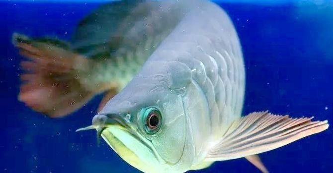 五華金龍魚價格分析：五華金龍魚多少元一只五華金龍魚，五華金龍魚價格分析