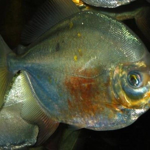 紅勾銀版魚最害怕哪些魚？，紅勾銀版魚在混養時需特別注意以下三種可能對其造成威脅的魚類