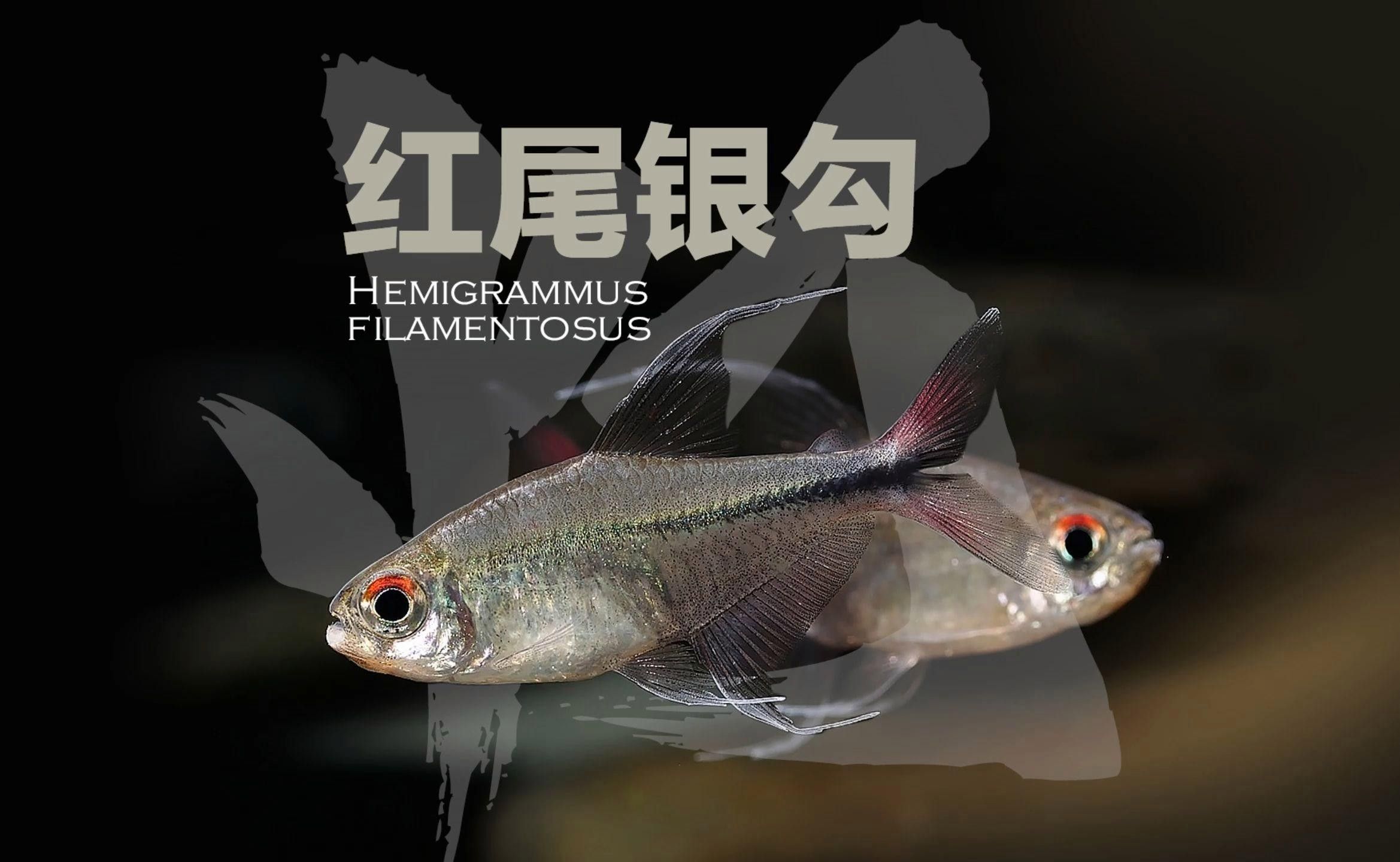 紅勾銀版魚最害怕哪些魚？，紅勾銀版魚在混養時需特別注意以下三種可能對其造成威脅的魚類