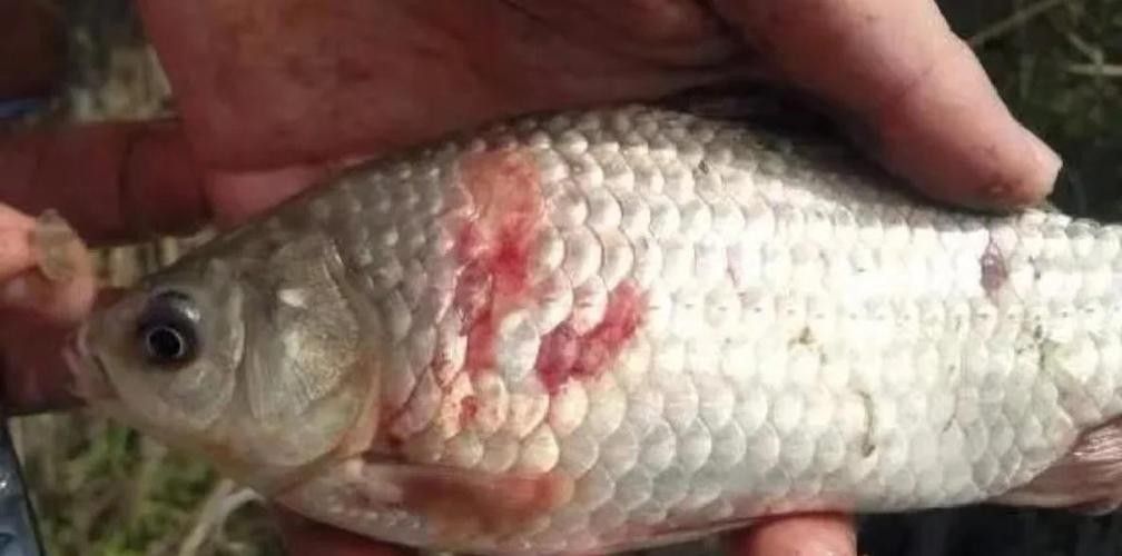 鯉魚常見病的癥狀及對應(yīng)圖片資源，鯉魚常見病的圖解指南，關(guān)于鯉魚常見病的圖解指南