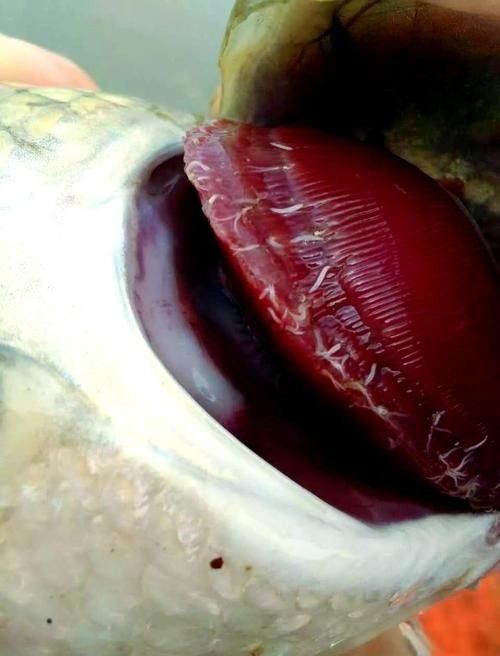 鯉魚常見病的癥狀及對應(yīng)圖片資源，鯉魚常見病的圖解指南，關(guān)于鯉魚常見病的圖解指南