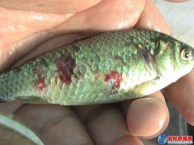 鯉魚常見病的癥狀及對應(yīng)圖片資源，鯉魚常見病的圖解指南，關(guān)于鯉魚常見病的圖解指南