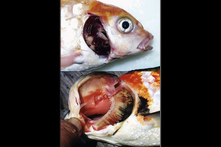 鯉魚常見病的癥狀及對應(yīng)圖片資源，鯉魚常見病的圖解指南，關(guān)于鯉魚常見病的圖解指南