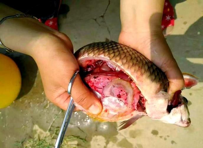 鯉魚常見病的癥狀及對應(yīng)圖片資源，鯉魚常見病的圖解指南，關(guān)于鯉魚常見病的圖解指南