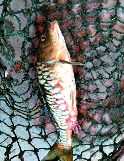 鯉魚常見(jiàn)病的癥狀及對(duì)應(yīng)圖片資源，鯉魚常見(jiàn)病的圖解指南，關(guān)于鯉魚常見(jiàn)病的圖解指南