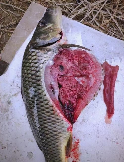 鯉魚常見病的癥狀及對應(yīng)圖片資源，鯉魚常見病的圖解指南，關(guān)于鯉魚常見病的圖解指南