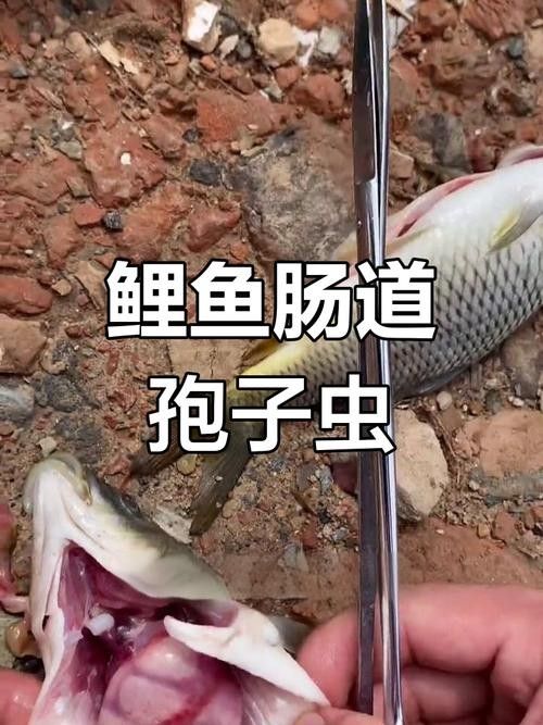鯉魚常見病的癥狀及對應(yīng)圖片資源，鯉魚常見病的圖解指南，關(guān)于鯉魚常見病的圖解指南