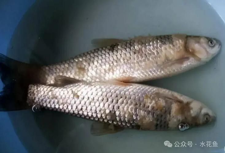 鯉魚常見病的癥狀及對應(yīng)圖片資源，鯉魚常見病的圖解指南，關(guān)于鯉魚常見病的圖解指南