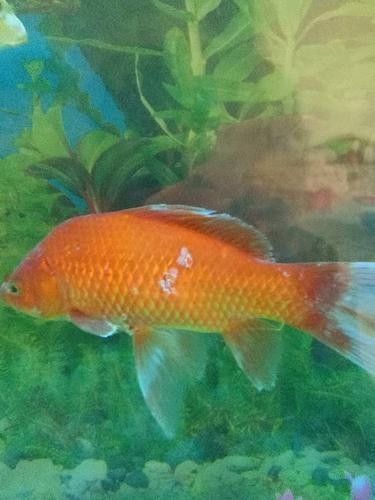 鯉魚常見病的癥狀及對應(yīng)圖片資源，鯉魚常見病的圖解指南，關(guān)于鯉魚常見病的圖解指南