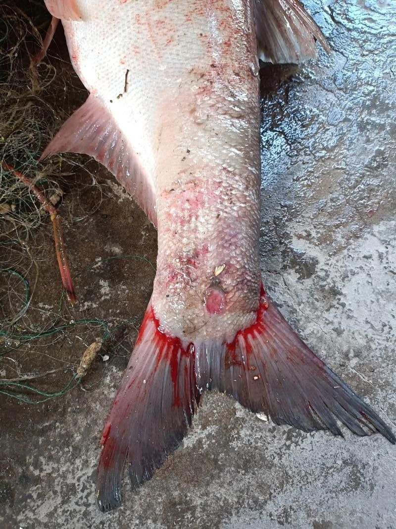 鯉魚常見病的癥狀及對應(yīng)圖片資源，鯉魚常見病的圖解指南，關(guān)于鯉魚常見病的圖解指南