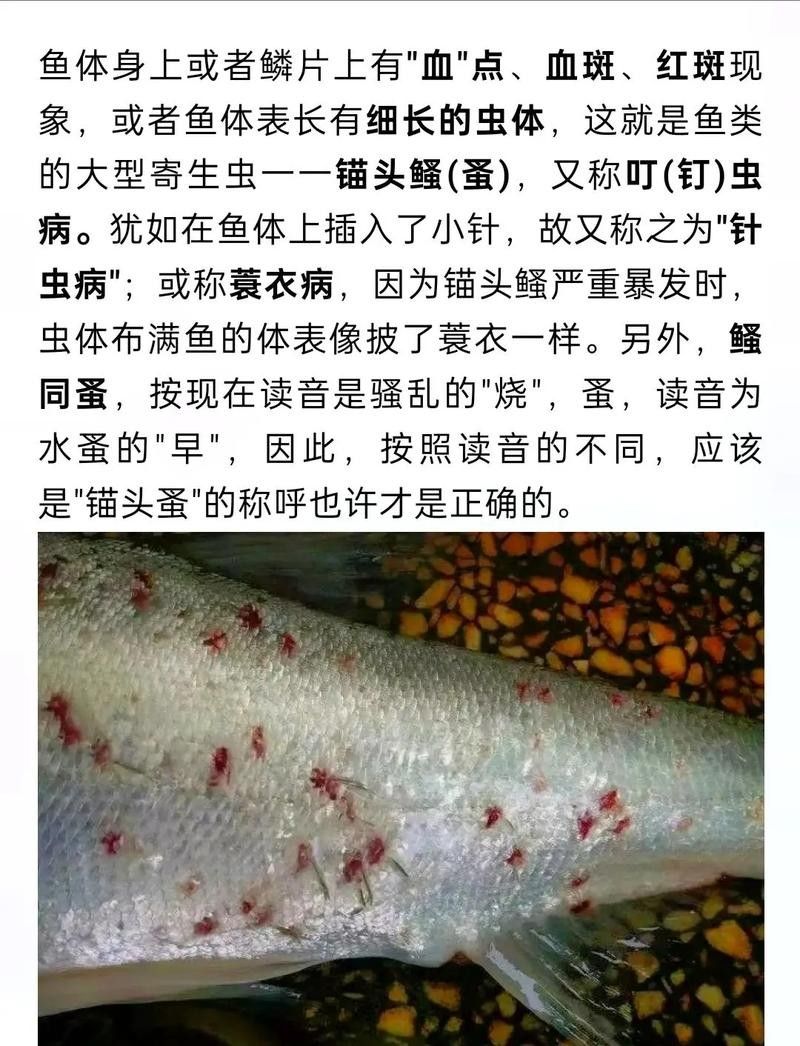 鯉魚常見病的癥狀及對應(yīng)圖片資源，鯉魚常見病的圖解指南，關(guān)于鯉魚常見病的圖解指南