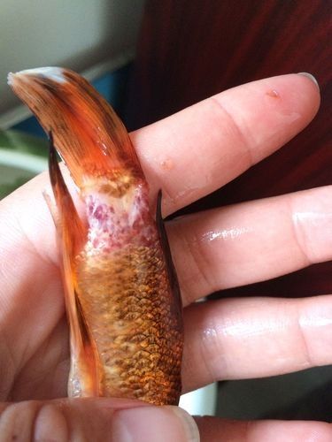鯉魚常見病的癥狀及對應(yīng)圖片資源，鯉魚常見病的圖解指南，關(guān)于鯉魚常見病的圖解指南
