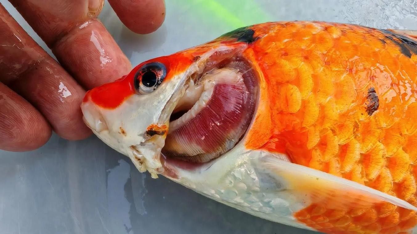 鯉魚常見病的癥狀及對應(yīng)圖片資源，鯉魚常見病的圖解指南，關(guān)于鯉魚常見病的圖解指南