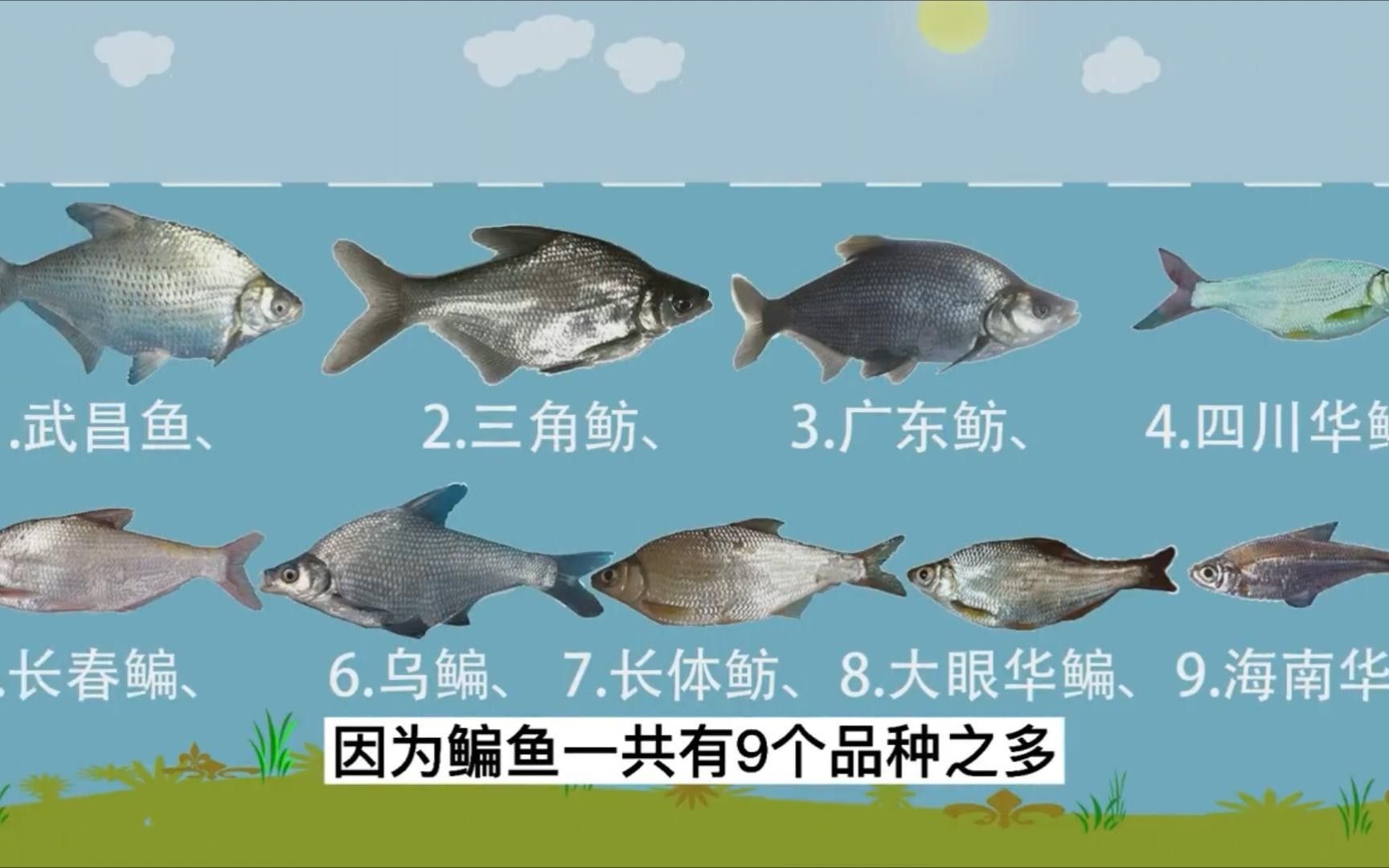 亞甲基藍治療炸鱗的成功率有多高，亞甲基藍對炸鱗病的治療成功率（豎鱗病）的治療成功率