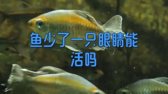 魚眼睛掉了一只能自愈嗎景德撻覓蹤錦鯉凸眼迷惑現場，yolo藍瘦金魚眼睛掉了一只能自愈嗎景德撻覓蹤