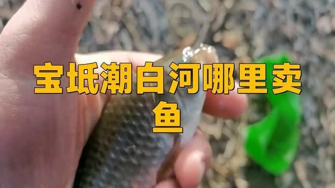 天津市寶坻區水產品銷售點信息：寶坻賣魚的都去哪里了，天津市寶坻區水產品銷售點信息