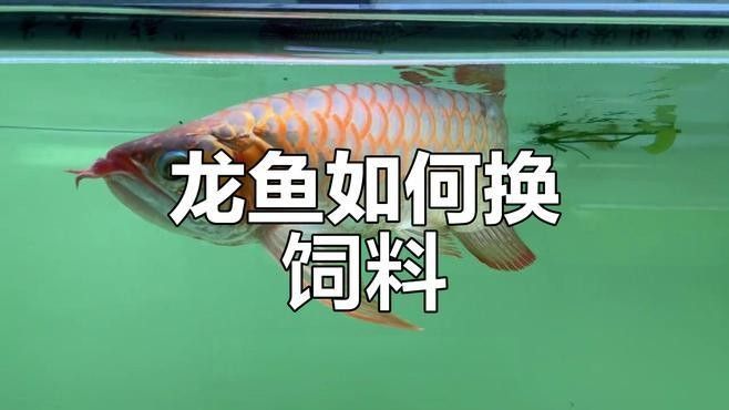 龍魚不吃飼料怎么辦，魚訓食飼料的方法是龍魚飼養中的重要環節，魚軒解壓龍魚飼料技巧