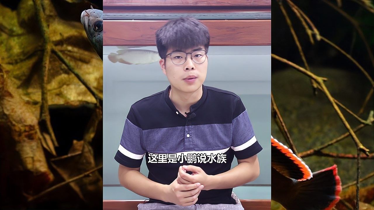 龍魚不吃飼料怎么辦，魚訓食飼料的方法是龍魚飼養中的重要環節，魚軒解壓龍魚飼料技巧