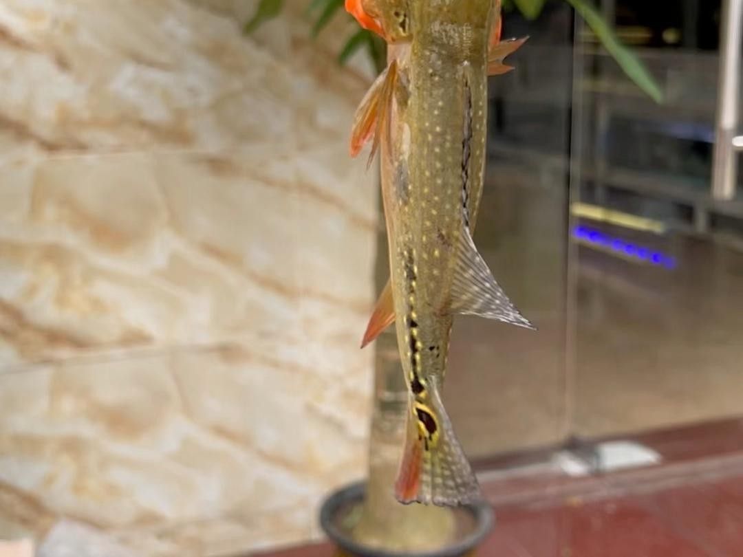 藍帆三間魚和fogo三間魚哪個更有收藏價值？，藍帆三間魚和fogo三間魚哪個好養藍帆三間魚好養嗎