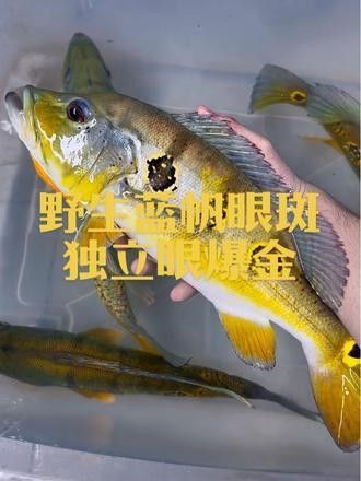藍帆三間魚和fogo三間魚哪個更有收藏價值？，藍帆三間魚和fogo三間魚哪個好養藍帆三間魚好養嗎