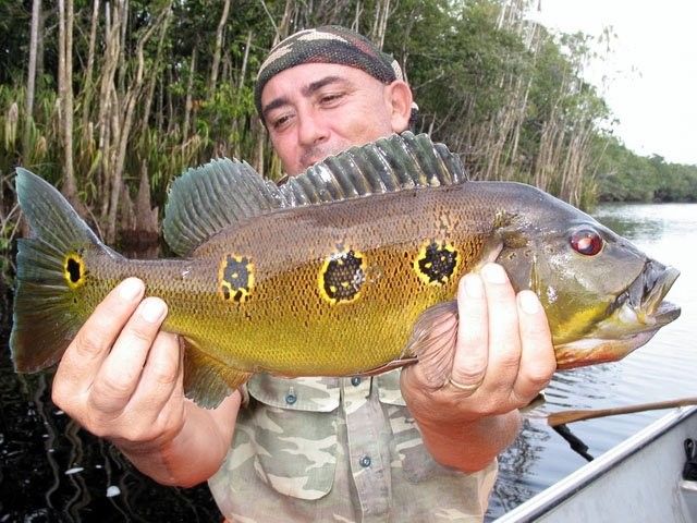 藍帆三間魚和fogo三間魚哪個更有收藏價值？，藍帆三間魚和fogo三間魚哪個好養藍帆三間魚好養嗎