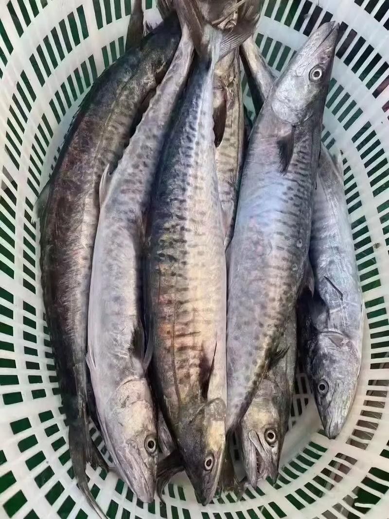 推薦一些適合初學者的觀賞魚種類，適合初學者的觀賞魚種類