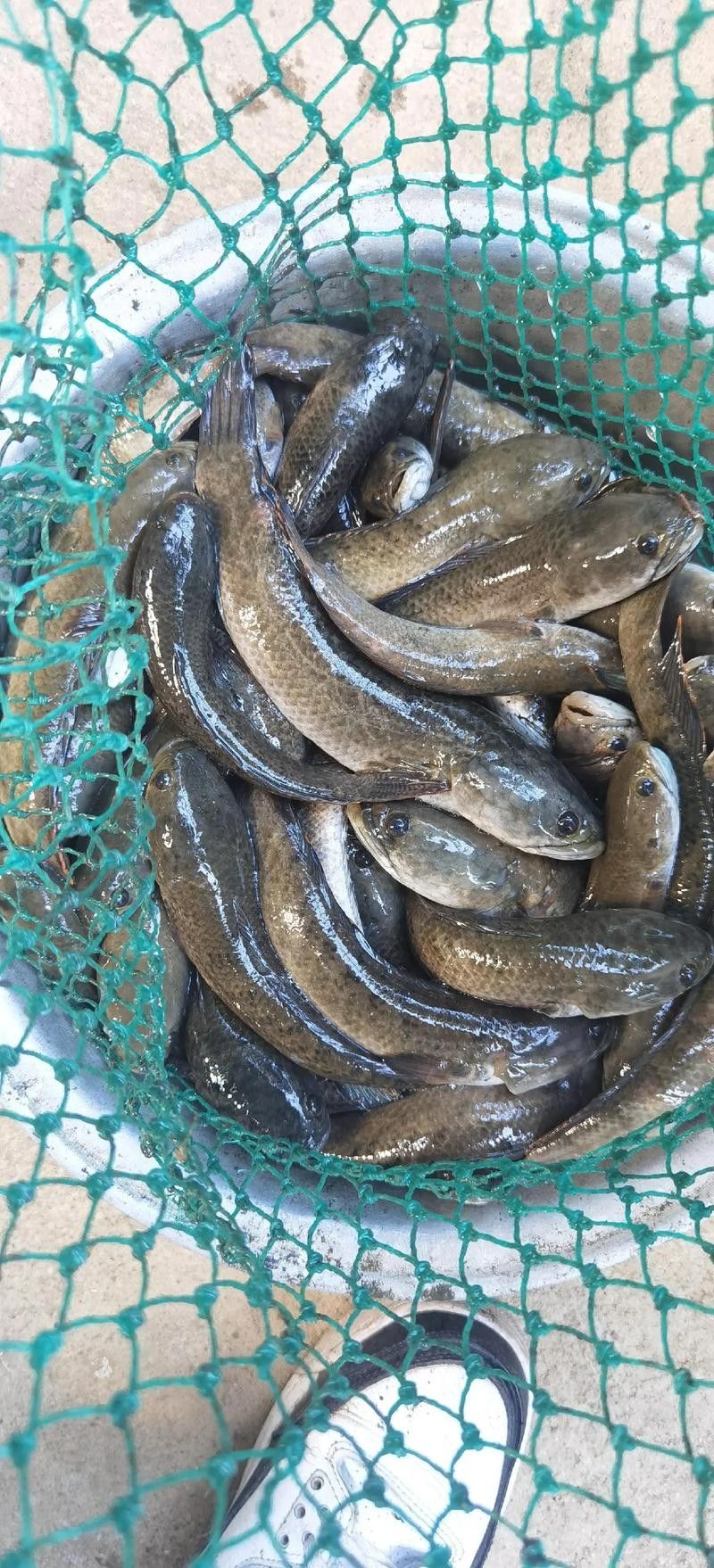 龍馬魚是哪種魚？有哪些品種？，“龍馬魚”的真實樣貌（海馬（龍落子）的真實樣貌