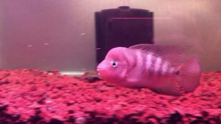 夏天紅龍魚的水溫多少合適喂食
