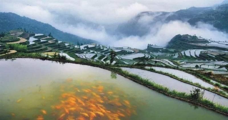 青田田魚的市場價格是多少？，青田田魚的價格是多少