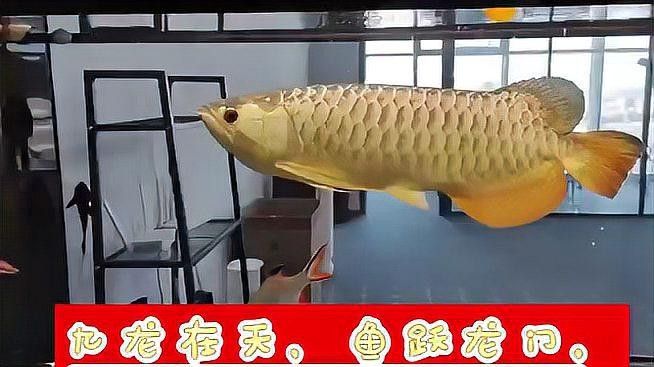 龍魚躍龍門，金龍魚擺件，金龍魚躍龍門的寓意