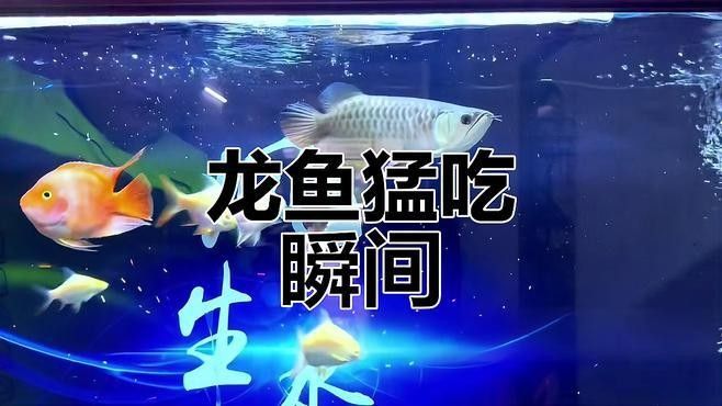 龍魚可以吃魚肉嗎？，龍魚可以吃魚肉嗎廣州龍魚祥龍魚吃魚肉有哪些好處
