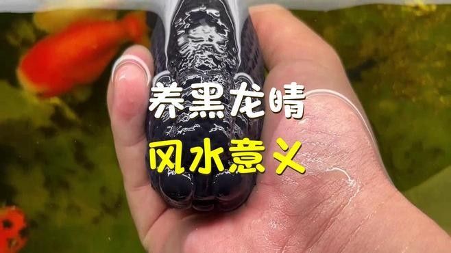 黑龍睛魚有什么寓意，養黑龍睛風水意義悅逅君黑龍睛風水意義悅逅君黑龍睛魚